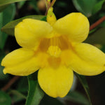 2 Yellow Jasmine Plants Live, 4 to 7 Inc Tall, Jasmine Live Plant Climbing Flower