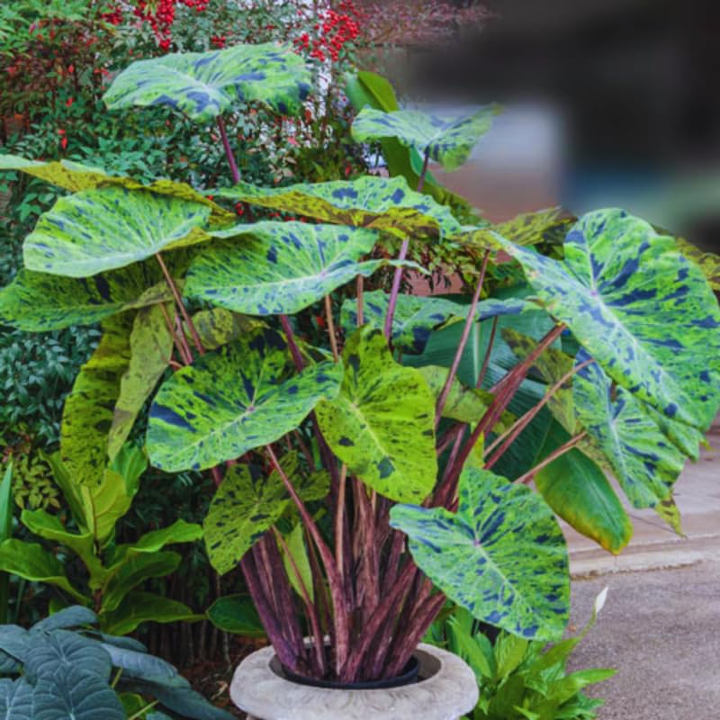 Combo 2 Black Green Colocasia Live Plants, 5 to 8" in Tall, Elephant Ear Esculenta Taro Alocasia Live Plant for Planting, Live House Plant Colocasia