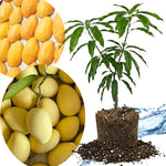 Cat Chu Mango Tree Live Plant Grafted, 14 to 18 Inches Tall in Pot, Ready to Bear Fruit in 1 Year, Sweet Mango Tree for Planting