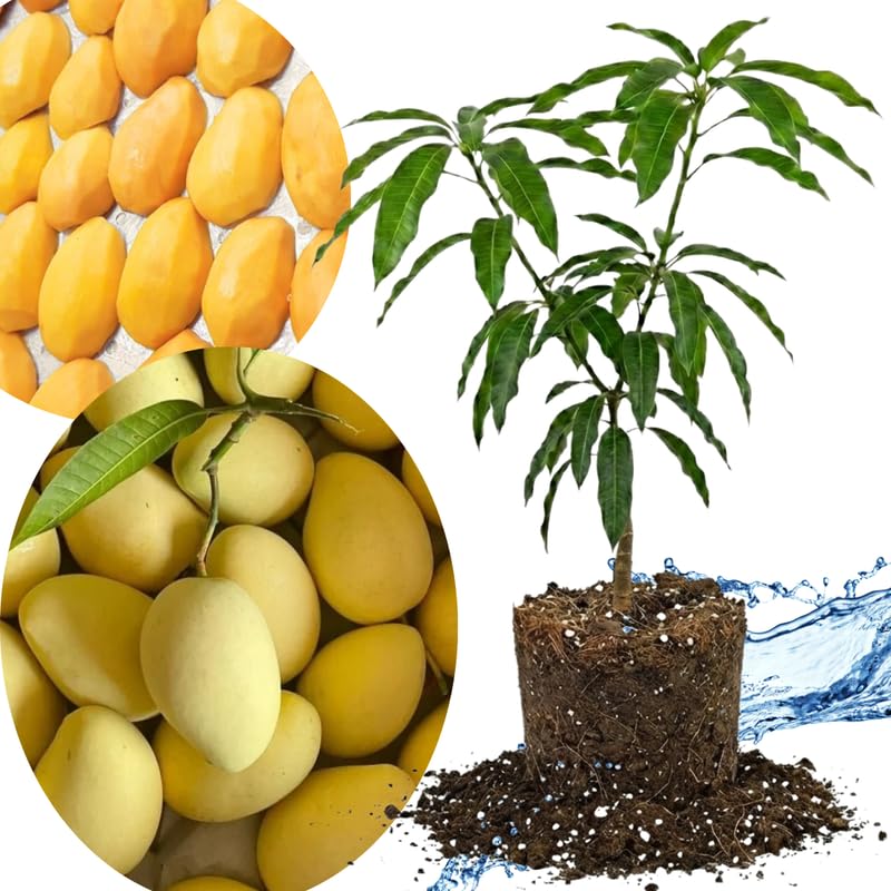 Cat Chu Mango Tree Live Plant Grafted, 14 to 18 Inches Tall in Pot, Ready to Bear Fruit in 1 Year, Sweet Mango Tree for Planting