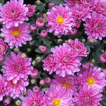 Pink Chrysanthemum Plant, Set 2 Pink Mums Plants Live, Hardy Perennial Mum Live Plant, 3 to 6 Inch Tall Garden Mum Starter Plants for Garden Beds, Containers, Vibrant Fall Blooms, No Pot