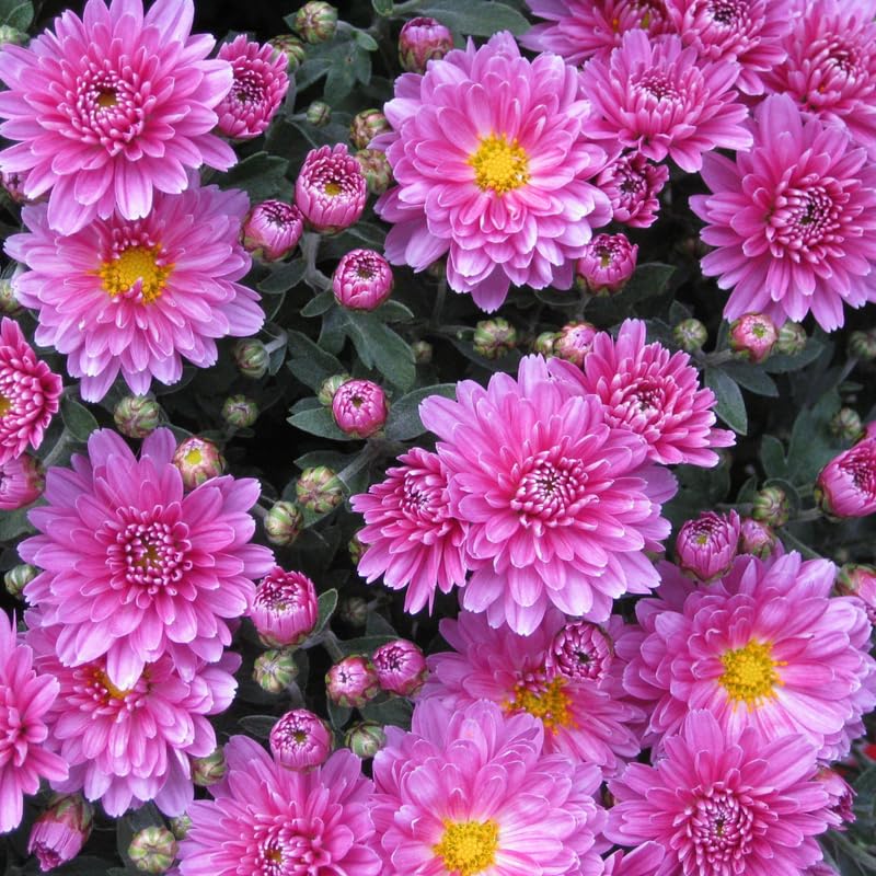 Pink Chrysanthemum Plant, Set 2 Pink Mums Plants Live, Hardy Perennial Mum Live Plant, 3 to 6 Inch Tall Garden Mum Starter Plants for Garden Beds, Containers, Vibrant Fall Blooms, No Pot