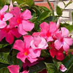 4 Pink Mandevilla Plants, Flowering Mandevilla Vine, 4-6” Tall,Trailing Outdoor Plant for Trellises, Hanging Baskets, or Pots