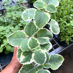 2 Variegated Cuban Oregano Plants Live, 4-6" Tall Spanish Thyme Mexican Mint for Indoor Outdoor Growing