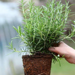 Set 2 Rosemary Plants Live, Ready to Grow Rosemary Plant 6 to 8 Inches, Hardy Fragrant Herb Plants for Outdoor Garden, 4'' Potted Plants