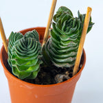 Pack 2 Crassula Plant, Live Crassula Succulents in 3.25 Inches Pot, 3 to 5 Inches Tall for Indoor Outdoor Planting
