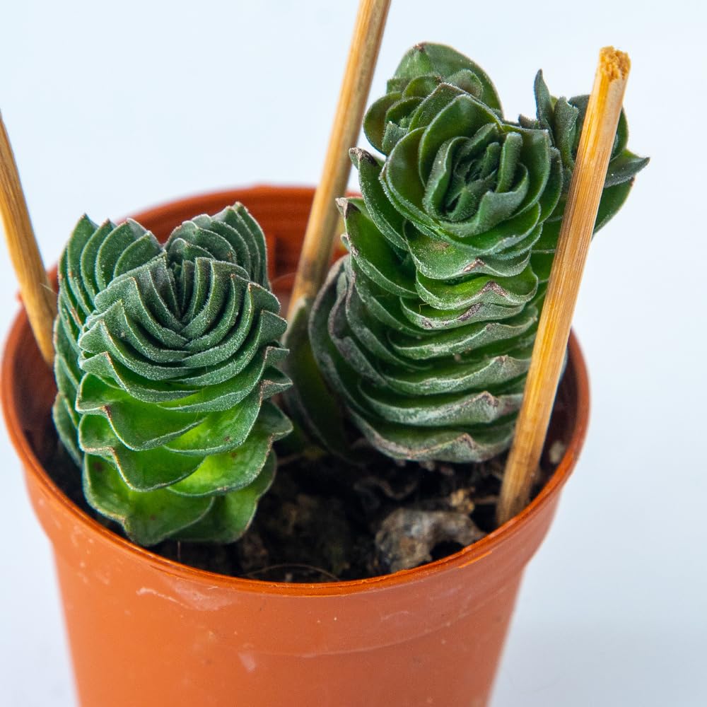 Pack 2 Crassula Plant, Live Crassula Succulents in 3.25 Inches Pot, 3 to 5 Inches Tall for Indoor Outdoor Planting