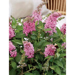 AVERAR 6 Months Old Pink Butterfly Bush Live Plant, Butterfly Bushes Ready to Plant Outdoor, Buddleia Plant Bush Shrub 5-7 Inches Tall, No Pot