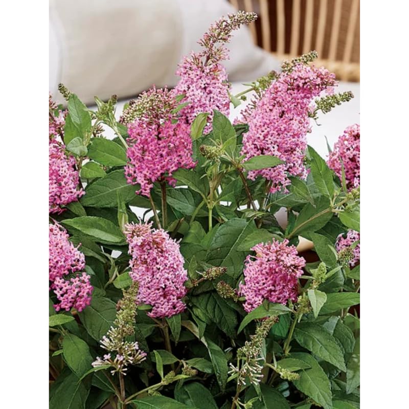 AVERAR 6 Months Old Pink Butterfly Bush Live Plant, Butterfly Bushes Ready to Plant Outdoor, Buddleia Plant Bush Shrub 5-7 Inches Tall, No Pot