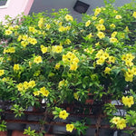 4 Yellow Mandevilla Plants, Flowering Mandevilla Vine, 4-6” Tall,Trailing Outdoor Plant for Trellises, Hanging Baskets, or Pots