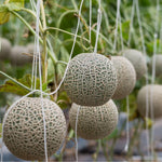 Sweet Melon Live Plant, 2 Plant Per Pot, 3–5 Inches Tall, Outdoor Melon Fruit Garden Starter Plant