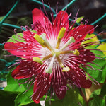 Passion Flower Plant Live, 5 to 8 Inch Tall Passiflora Vine, Fragrant Climbing Plant for Garden or Trellis, No Pot, Well-Rooted (Burgundy Red Passion Flower)