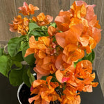 Sets 3 Climbing Bougainvillea Plants Live for Full Sun Trellis Tree, Shrub or Vine Bougainvillea Vibrant Bloom, Very Hardy, 5-9" Tall, Orange