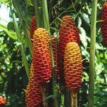 Shampoo Ginger Live Plant, Tropical Zingiber Plant Zingiber Zerumbet, Pinecone Ginger Lily for Indoor and Outdoor Gardens, 4-6 Inch Tall
