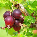 5-10" Tall Gooseberry Bush Live Plant, Gooseberry Plant Live for Growing, Gooseberry Tree Live Plant (Jeanne Gooseberry)