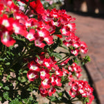 Red Verbena Plants Live in 4'' Pot, 4-7 Inches, Perennial Verbena Flowering Plants for Ground Cover, Hanging Baskets