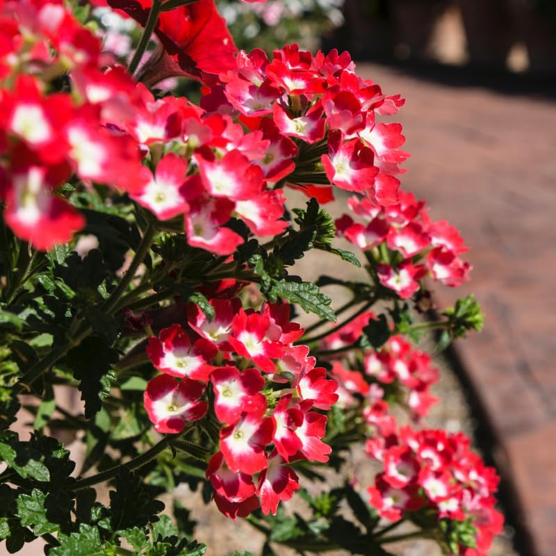 Red Verbena Plants Live in 4'' Pot, 4-7 Inches, Perennial Verbena Flowering Plants for Ground Cover, Hanging Baskets