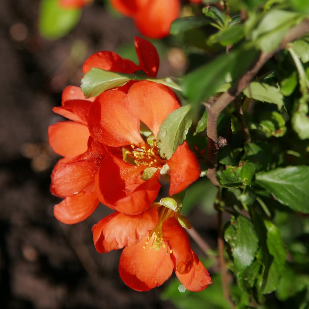 Peachy Flowering Quince Tree Live Plant in 4" Pot, Chaenomeles Japonica Bush Shrub, Well Rooted Plants, Dormant in Winter