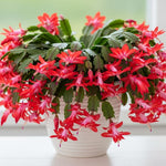 4 Red Easter Cactus Plants Live, Starter Holiday Cactus Plant for Indoor Outdoor Houseplants, False Christmas Thanksgiving Cactus Plants Like, Cold Hardy, 5-9" in Tall, No Pot