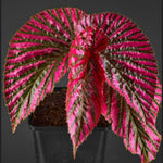 Rare Red Begonia Plants Live, Rare Begonias Indoor Growing, Hanging Basket, Starter 5 to 9 Inc Tall