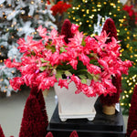 True Thanksgiving Cactus Plant Live in 4" Pot, Ready to Bloom, Holiday Christmas Cactus Plants Live, Red Blooms