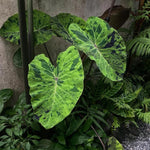 Colocasia Live Plant, 4-8'' Tall, Elephant Ear Plant, Esculenta Taro Alocasia Housplant, Indoor Outdoor Planting (Spotted)