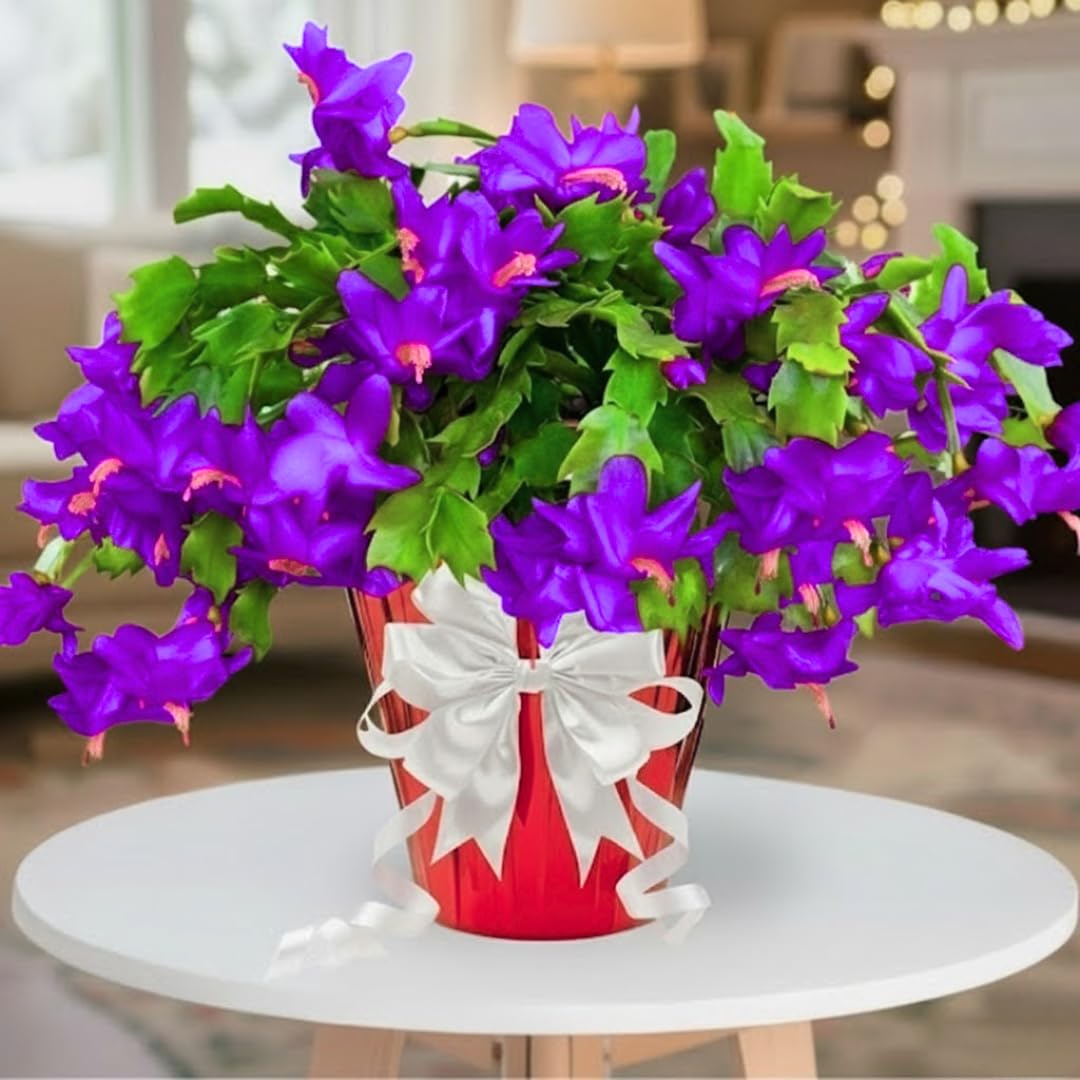 True Thanksgiving Cactus Plant Live in 4" Pot, Ready to Bloom, Holiday Christmas Cactus Plants Live, Vibrant Blooms (Random Single Color)