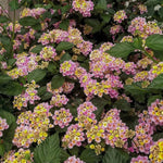 2 Lantana Plants Live, Lantana Live Plants for Planting Outdoors, Trailing Lantana Plants Live, 5 to 7 Inc Tall (Pink)