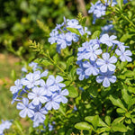 5 Blue Plumbago Cuttings 6–8 Inches, Plumbago Auriculata Plant Cuttings, Blue Flowering Shrub Starter for Outdoor Growing