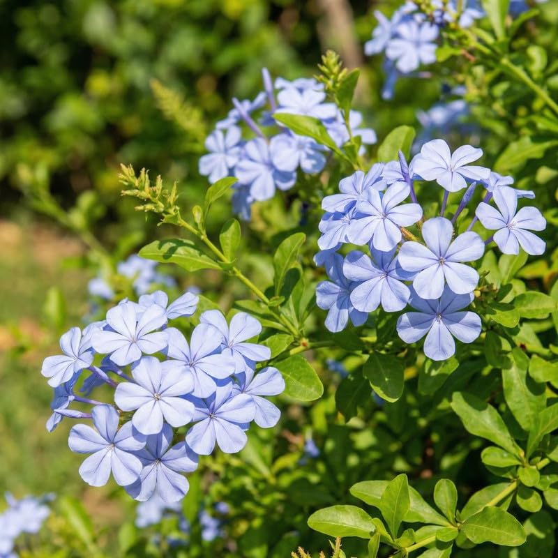 5 Blue Plumbago Cuttings 6–8 Inches, Plumbago Auriculata Plant Cuttings, Blue Flowering Shrub Starter for Outdoor Growing