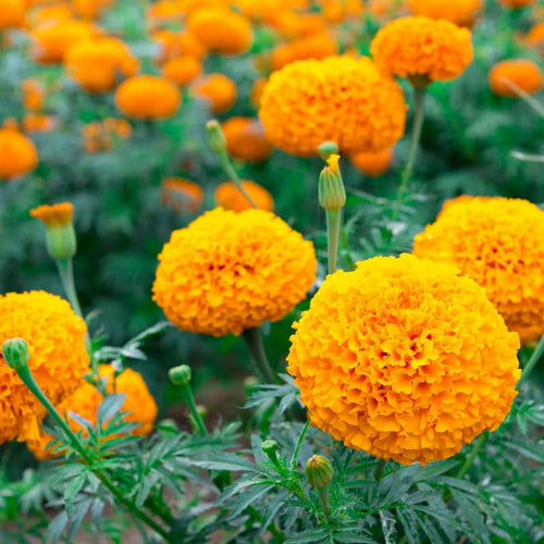 2 Orange Marigold Plants Live, Starter Plants, Marigold Flowers Live Plants Ready to Plant Garden