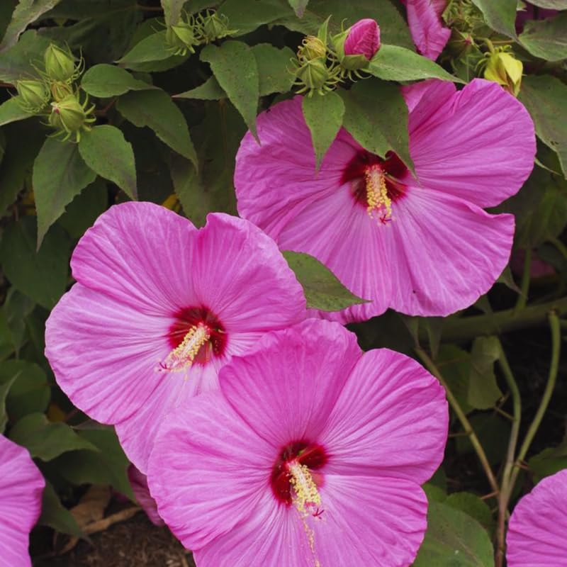 2 Pink Hibiscus Trees Live Plant, Hardy Hibiscus Plants Live, 5 to 7 Inches, Hibiscus Shrub Tree for Garden Indoor Outdoor