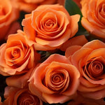 Rose Plant Live, Rose Bush Live Plant, Fragrant Flowers Ready to Plant, 5-9 Inch Height, Well-Rooted, No Pot (Orange Rose)