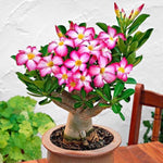 Adenium Desert Rose Plant Live, Desert Rose Live Plant, 4 to 6 Inc Tall (Pink)