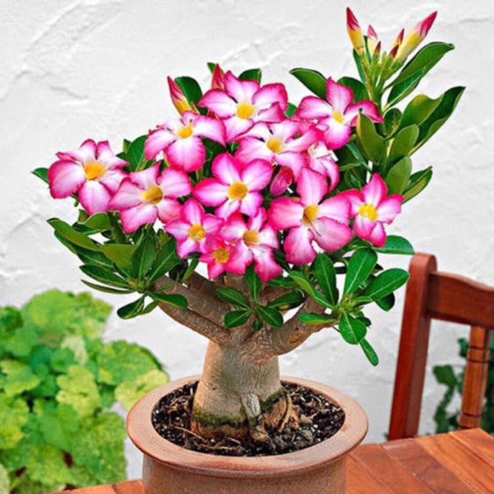Adenium Desert Rose Plant Live, Desert Rose Live Plant, 4 to 6 Inc Tall (Pink)