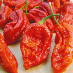 2 Plants Bhut Jolokia Pepper Live Plants Per Pot, 100 Days Old Pepper Plant Well Rooted Seedlings, Hot Peppers for Year Round Harvesting