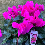 2 Pink Cyclamen Plants Live in 4" Pot, Already Bloom in Vibrant Color, Easy to Care for Indoor or Garden Flowering Houseplant