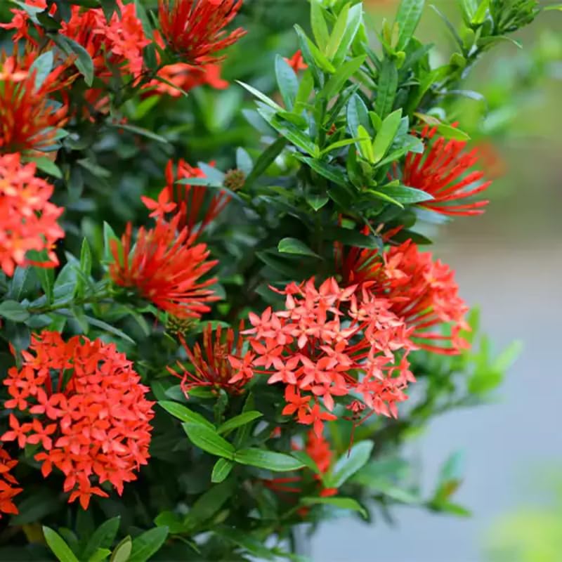 2 Red Ixora Live Plants, Well-Rooted Flowering Ixora Shrub Seedlings, 4-9” Tall, Tropical Ixora Bush for Indoor or Outdoor Garden
