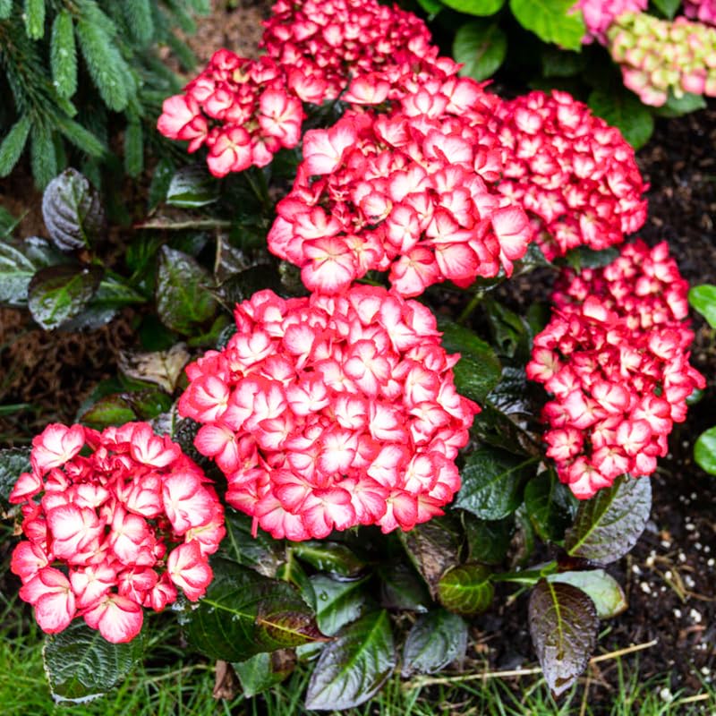 Hydrangea Plant Live, Reblooming Hydrangea Flowers Well-Rooted, Hardy Bush Shrub, 5-9" Tall, Vibrant Shades (Pink White)