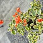 2 Orange Ice Bougainvillea Plants Live, Flowering Bougainvillea Vine for Outdoor Garden or Trellis, 5-9 Inch Tall, Very Hardy