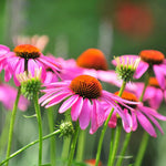 Combo 6 Echinacea Plants Roots, Purple Coneflower Plant Live Indoor, 5 to 6 Inc Tall, Echinacea Flower Plant Gardening Planting