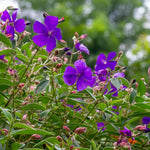 Blue Tibouchina Plant Live, Tibouchina Flowering Bush Shrub for Outdoor Garden, 5-7 Inches