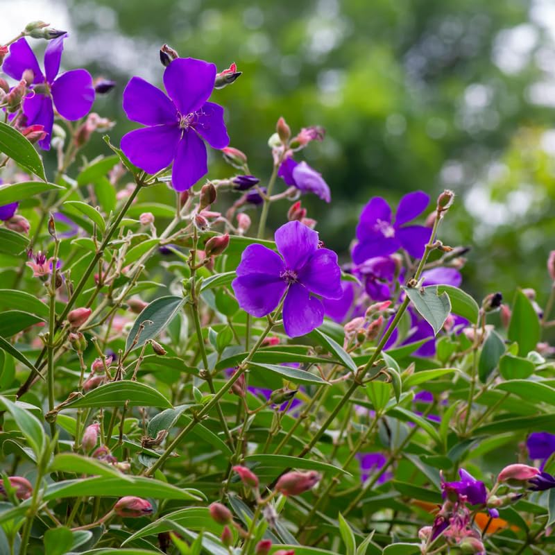 Blue Tibouchina Plant Live, Tibouchina Flowering Bush Shrub for Outdoor Garden, 5-7 Inches