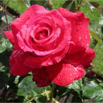 Rose Live Plant for Planting, Fragrant Rose Bush, 5-10” Tall, Ready to Grow Flowering Shrub for Outdoor Garden Beds and Containers (Red Rose)
