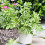 4 Citronella Plants Live, Citronella Geranium Plants, Hardy Perennial Fragrant Herbs, 4-8" Height, Garden or Patio Planting, in Pots