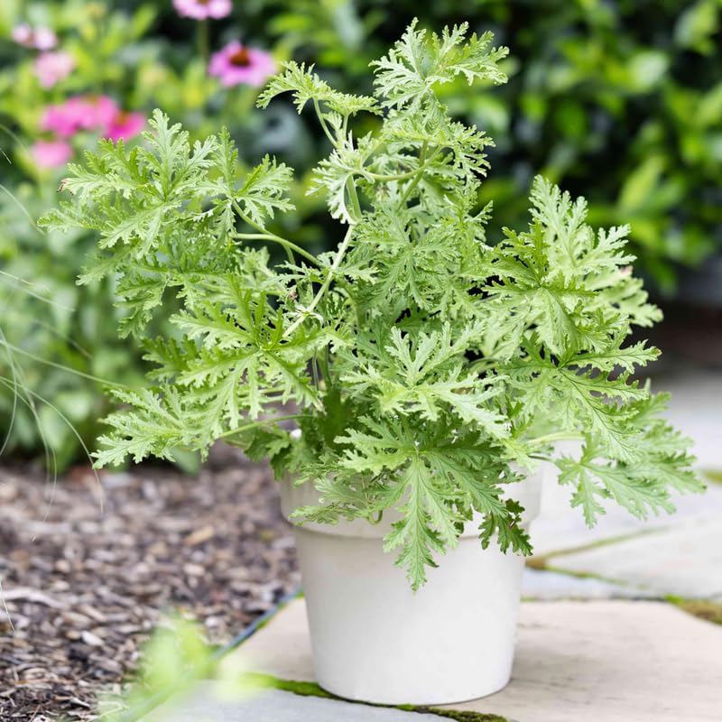 4 Citronella Plants Live, Citronella Geranium Plants, Hardy Perennial Fragrant Herbs, 4-8" Height, Garden or Patio Planting, in Pots