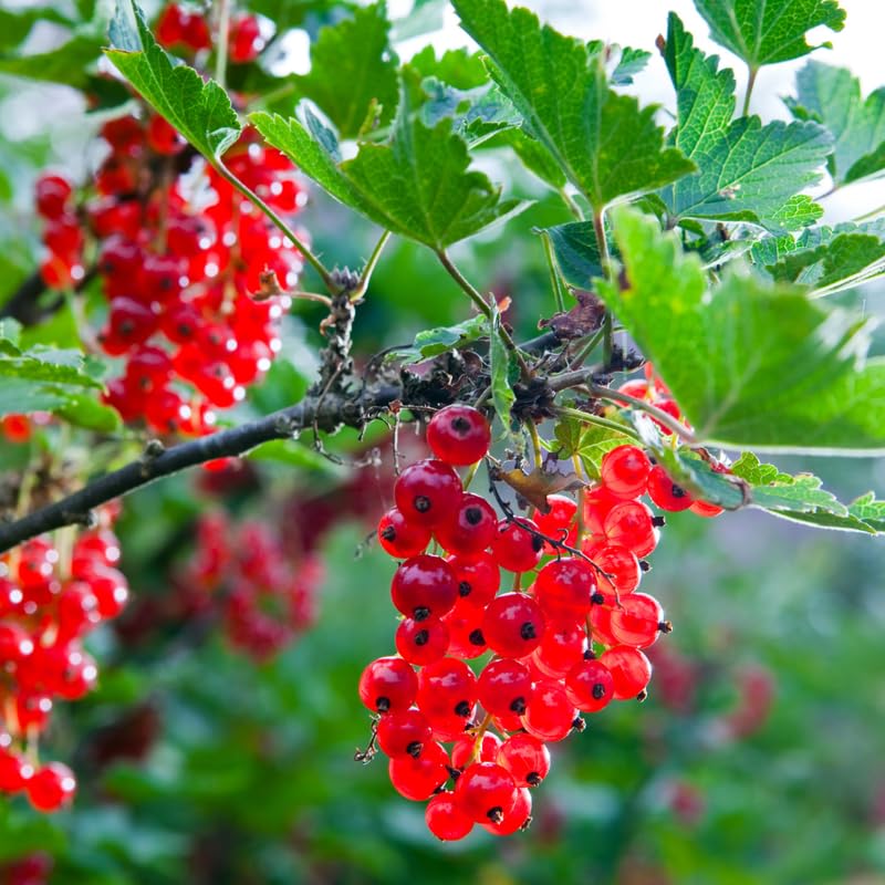 Currant Bush Live Plant, Currant Tree Live Plant for Planting, 5-10 Inch Tall, Currant Plant Live Ready to Grow Outdoors, Currant Berries Fruit Tree Starter Plant (Red Currant)