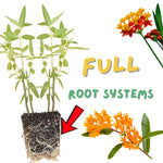 4 Milkweed Plants Live, White Butterfly Milkweed Asclepias Tuberosa Perennial Wildflowers Swamp Common Bush, 5-9" in Tall, No Pot