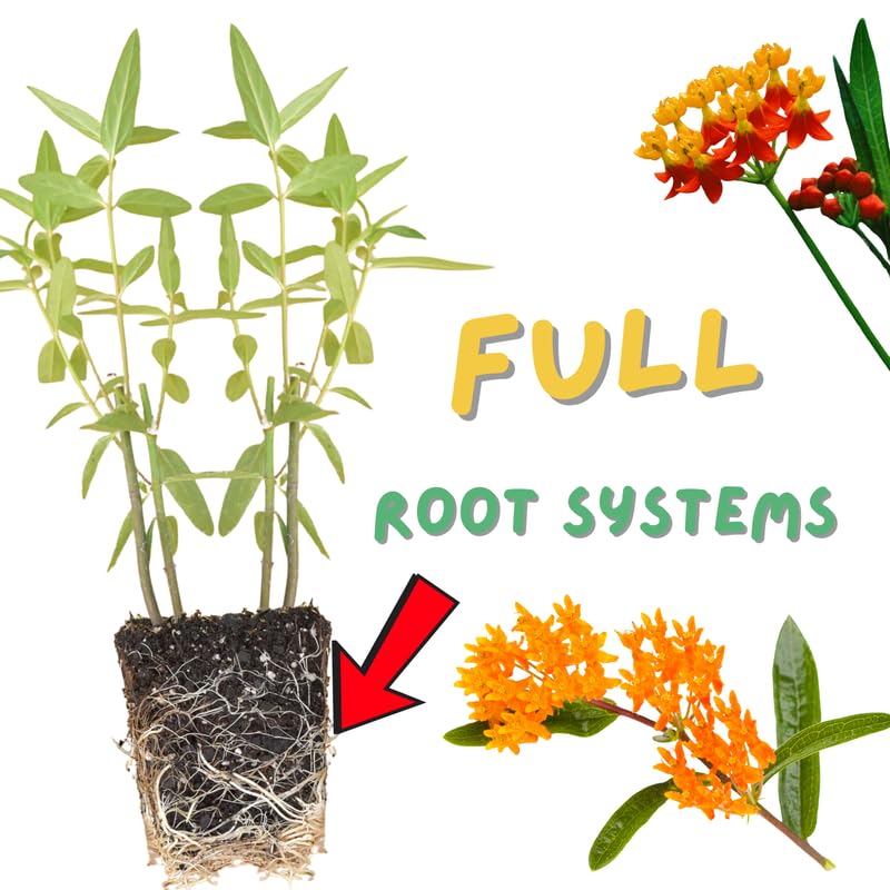 4 Milkweed Plants Live, Tropical Butterfly Milkweed Asclepias Tuberosa Perennial Wildflowers Swamp Common Bush, 5-9" in Tall, No Pot