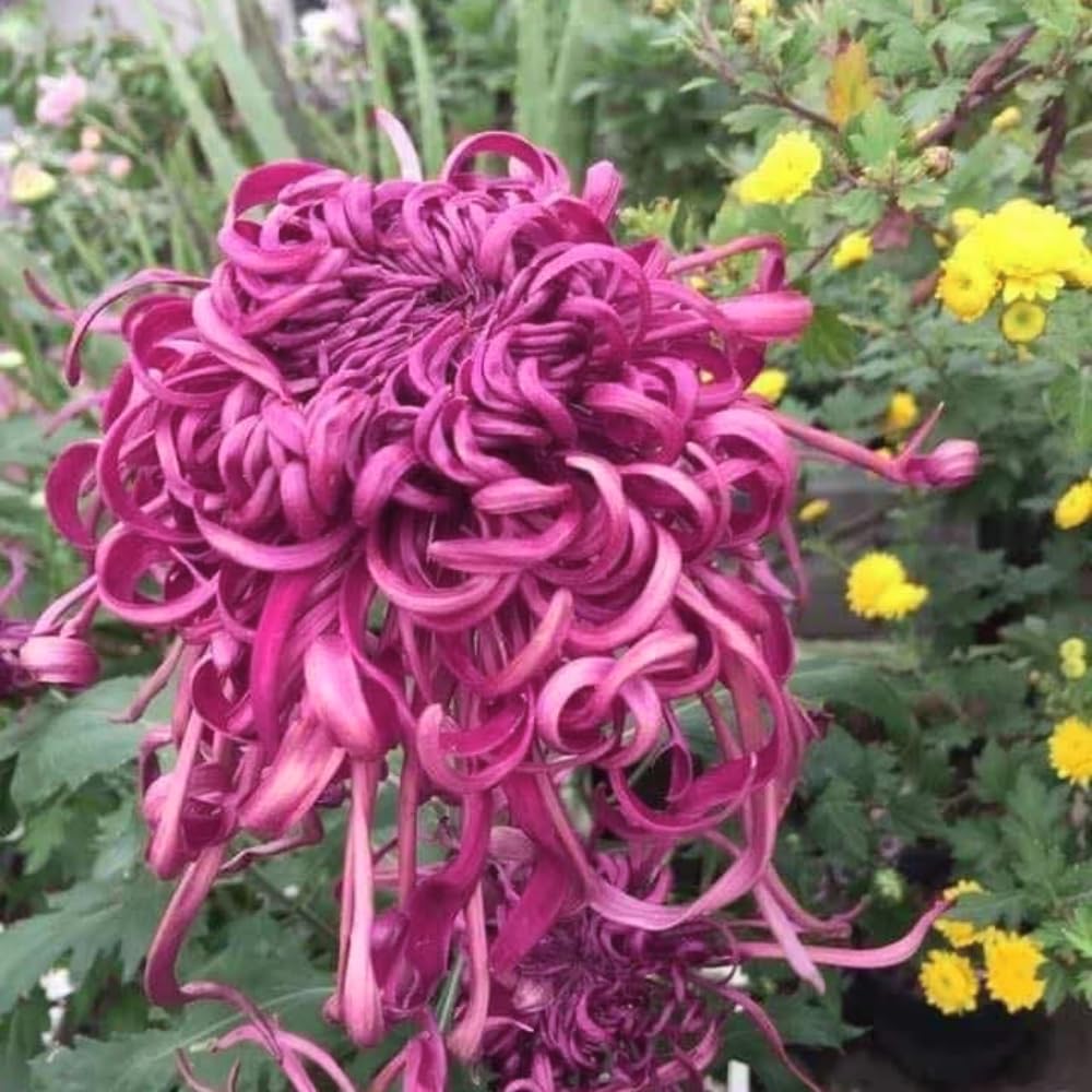 Chrysanthemum Flower Plant, Pink Mums Plant Live, 5 to 7 Inc Tall Chrysanthemum Plants Live for Gardening Outdoor Indoor, Growing Planting Mum Live Plant